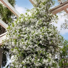 2.5 star jasmine for sale  Miami