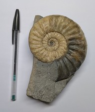 Big fossil ammonite d'occasion  Expédié en Belgium