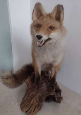 Fuchs präparat gebraucht kaufen  Meisenheim