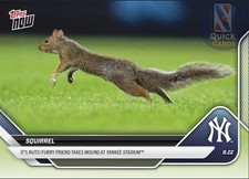 Squirrel 2025 mlb for sale  Madison