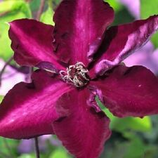 Clematis amethyst beauty for sale  TYWYN