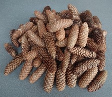 Räucherzapfen stück grill gebraucht kaufen Räucherzapfen stück grill gebraucht kaufen  Gangelt