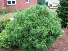 Evergreen pinus strobus for sale  SOUTHAMPTON