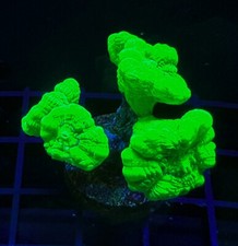 Live coral trumpet for sale  Tampa