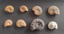 Lot fossiles ammonites d'occasion  Monistrol-sur-Loire