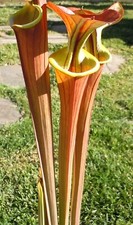 Carnivorous plants flava for sale  West Covina