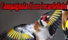 Canto incardellato con usato  Mola di Bari