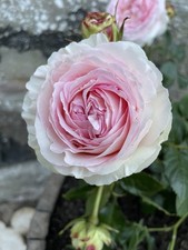 Eden climbing rose for sale  STONEHAVEN