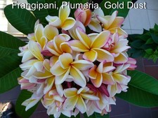 Frangipani plumeria gold gebraucht kaufen  Cottbus