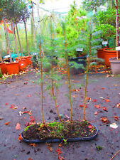 2ft inc. pot for sale  OXFORD