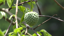Annona squamosa sugar usato  Torino