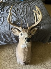 Deer mount for sale  Knoxville