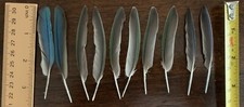 Domestic bird feathers for sale  Independence
