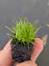Irish moss 2cm for sale  LONDONDERRY