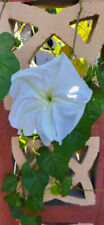 Fiore luna ipomoea usato  Spedire a Italy