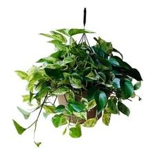 Gal. golden pothos for sale  Miami
