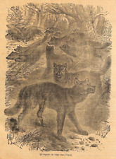 Sibérie repaire loups d'occasion  Ouzouer-sur-Loire