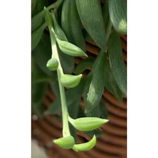 Senecio radicans string for sale  Miami