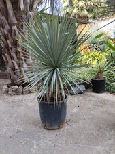 Yucca rigida. yucca usato  Casapesenna