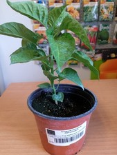 Pianta peperoncino habanero usato  Fallo