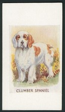 Clumber spaniel dog for sale  COLEFORD