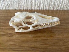 Taxidermy monitor lizard for sale  WAKEFIELD