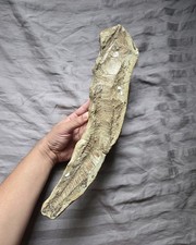 Rare classic cretaceous for sale  Staten Island