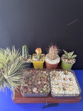 Saisir lot cactus d'occasion  Aire-sur-l'Adour
