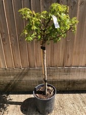 gum tree for sale gum tree for sale WORTHING