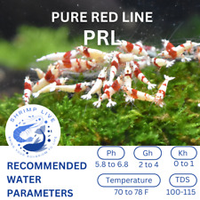 Shrimplive pure red for sale  Walnut Creek