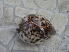 Top cypraea tigris gebraucht kaufen  München