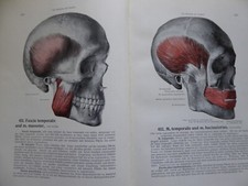 Handatlas anatomie menschen gebraucht kaufen  Wedemark