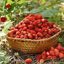 Fragola selvatica regina usato  Italia
