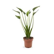 Alocasia tiny dancers for sale  CREDITON