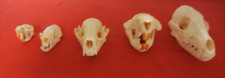 Lot skulls muskrat for sale  Cumberland