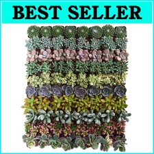 Vibrant season succulent for sale  Lagrange