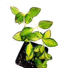 Ground cover plant for sale  Winnetka