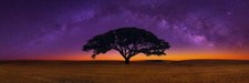 peter lik for sale peter lik for sale Pompano Beach