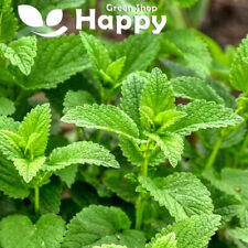 Spearmint 1200 seeds for sale  DONCASTER