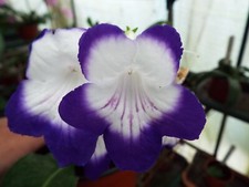 Streptocarpus rulka for sale  MAIDENHEAD