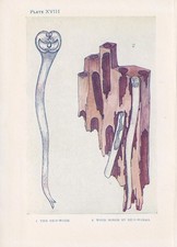 1907 sea worms for sale  BIDEFORD