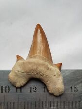 Dent megalodon fossilisé d'occasion  Reims