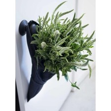 Aplat jardin flower for sale  Fairfield
