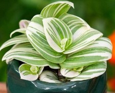 tradescantia gebraucht kaufen tradescantia gebraucht kaufen Seesbach