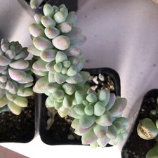 s tail plant donkey for sale s tail plant donkey for sale Oakland