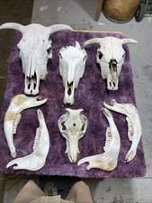 Hog horse cow for sale  Ellis