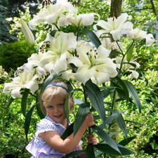 Giant lilium pretty for sale  MELTON MOWBRAY