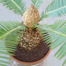 Dioon edule palma usato  Italia