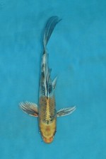 9.5 butterfly yamata for sale  Estill
