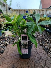 Hellebore double pink for sale  LARGS